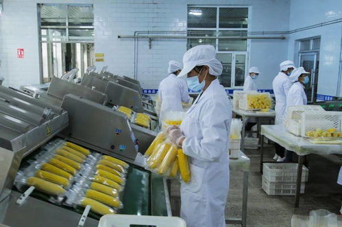 第十八屆中國國際農(nóng)產(chǎn)品交易會 北墾匠心 第二季 龍綠有機(jī)糯玉米