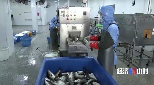 珠海打造“年魚之都” 預制菜產業年產值超1.5億元，紡織業協同發展